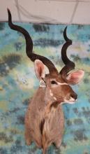 African Greater Kudu Shoulder Taxidermy Mount