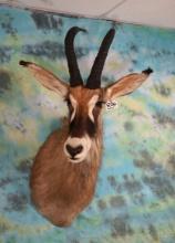 African Roan Antelope Shoulder Taxidermy Mount