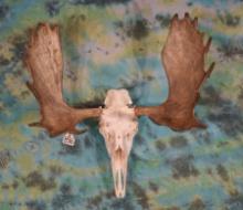 Shiras Moose Skull Taxidermy