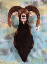 Mouflon Sheep Shoulder Taxidermy Ram Mount