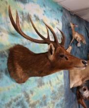 Javan Rusa Deer Shoulder Taxidermy Mount