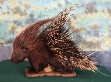 African Porcupine Full Body Taxidermy Mount