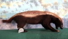 Rare African Honey Badger Full Body Taxidermy Mount