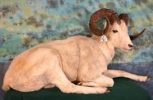 Full Body Alaskan Dall Sheep Taxidermy Ram  Mount