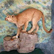 Mountain Lion Full Body Taxidermy Wall Mount