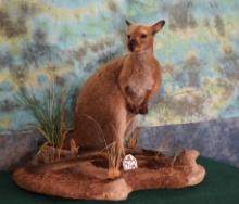 Wallaby Full Body Taxidermy Mount