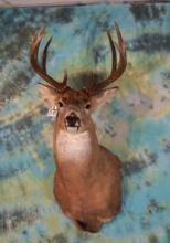 10pt. Whitetail Deer Shoulder Taxidermy Mount