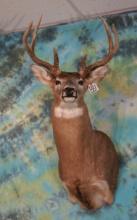 8pt. Texas Whitetail Deer Shoulder Taxidermy Mount