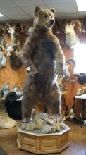 9 3/4 Footer Alaskan Brown Bear Full Body Taxidermy Mount