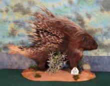 African Porcupine Full Body Taxidermy Mount