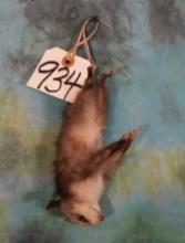 Brand New Hanging Baby Opossum Full Body Taxidermy Mount