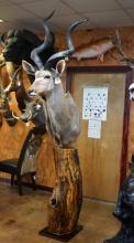 African Greater Kudu Shoulder Floor Pedestal Taxidermy Mount