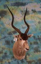 Addax Antelope Shoulder Taxidermy Mount