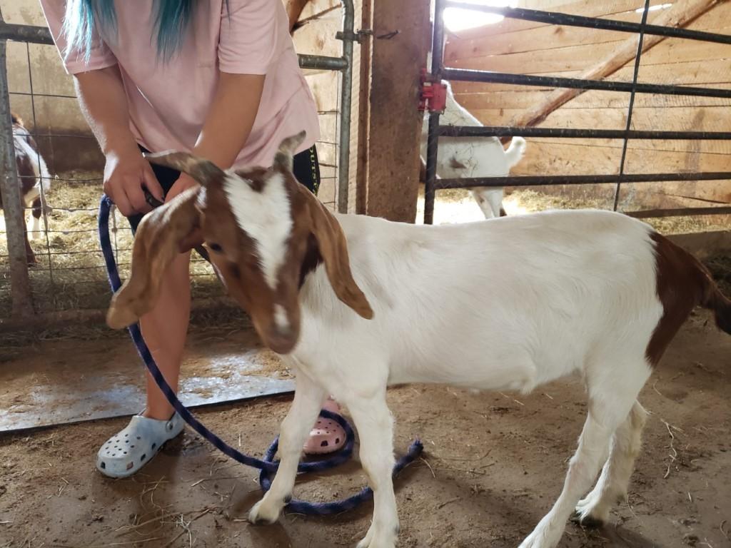 Madelynn Orth Goat