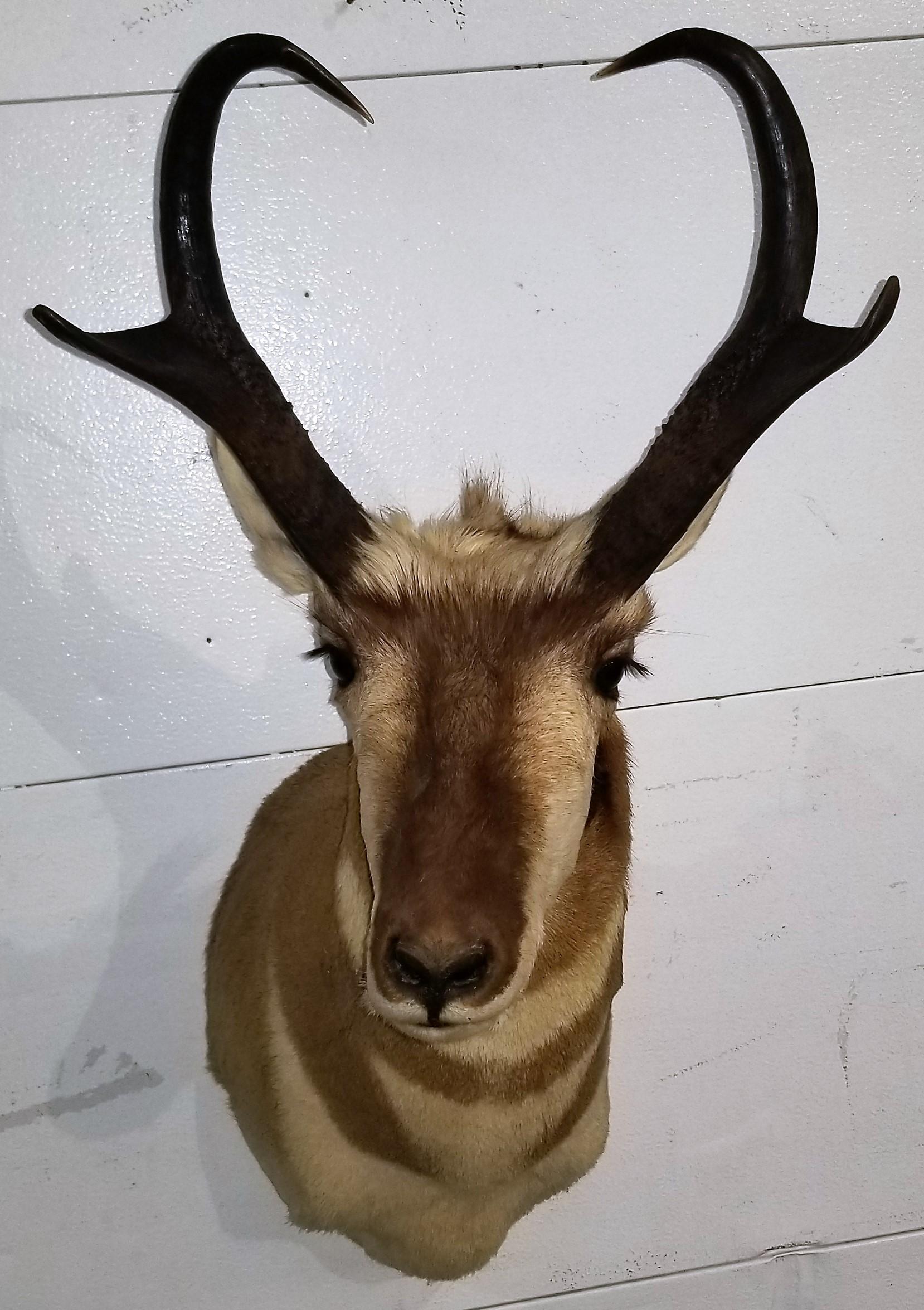 Pronghorn Antelope Shoulder Mount