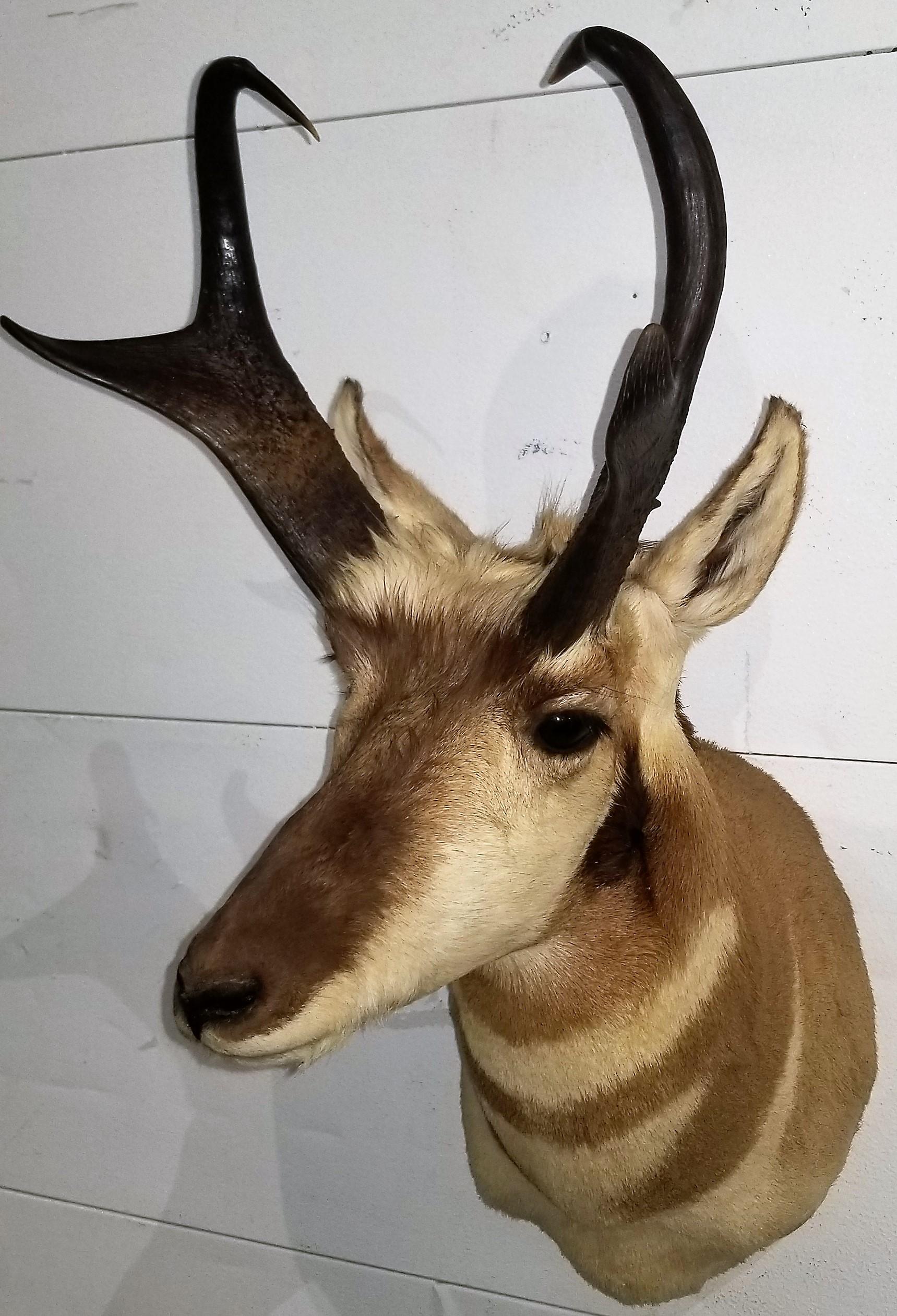 Pronghorn Antelope Shoulder Mount