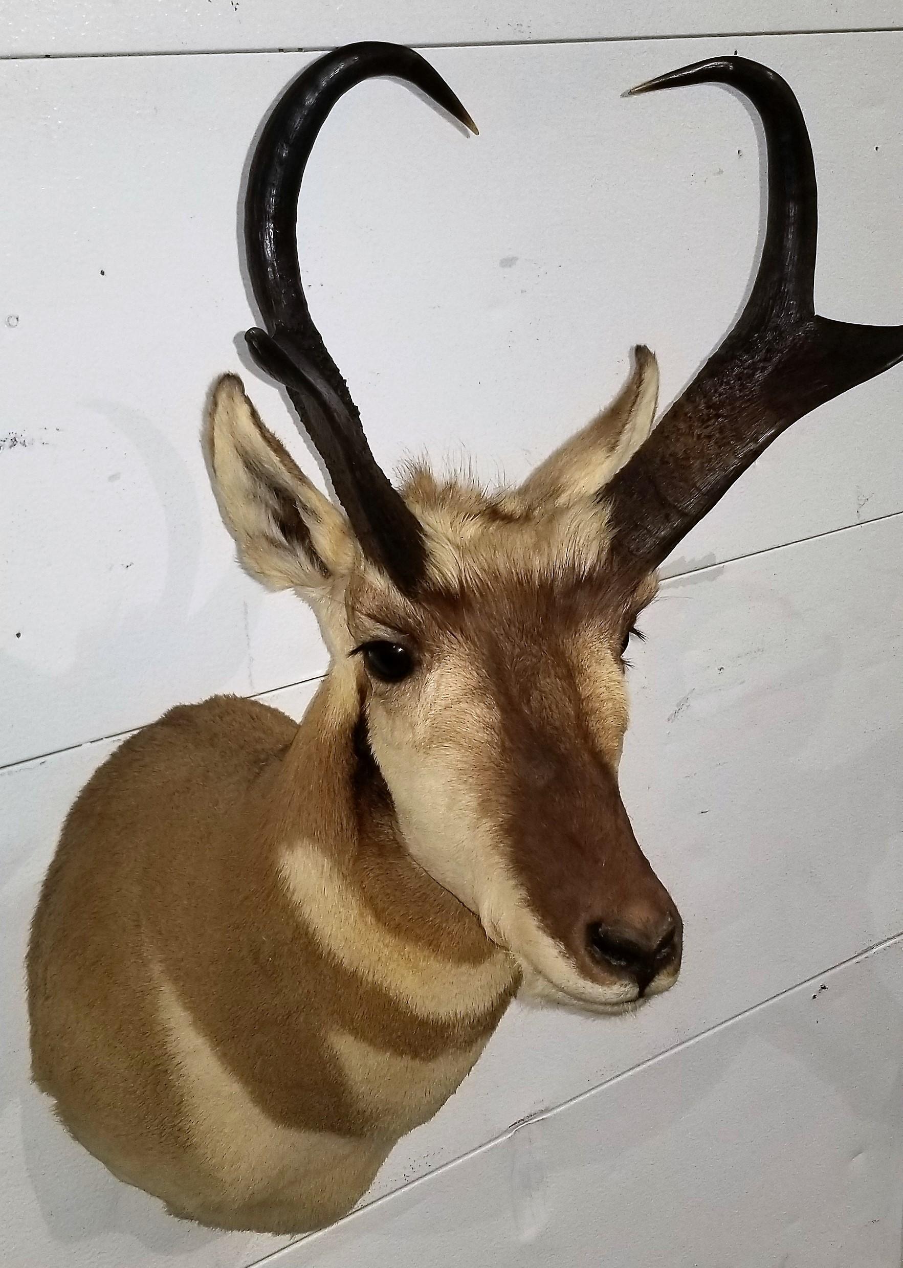 Pronghorn Antelope Shoulder Mount