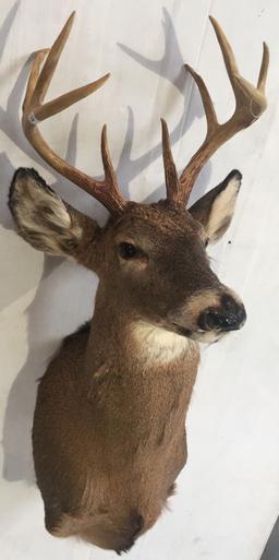 9-Point Whitetail Buck Shoulder Mount