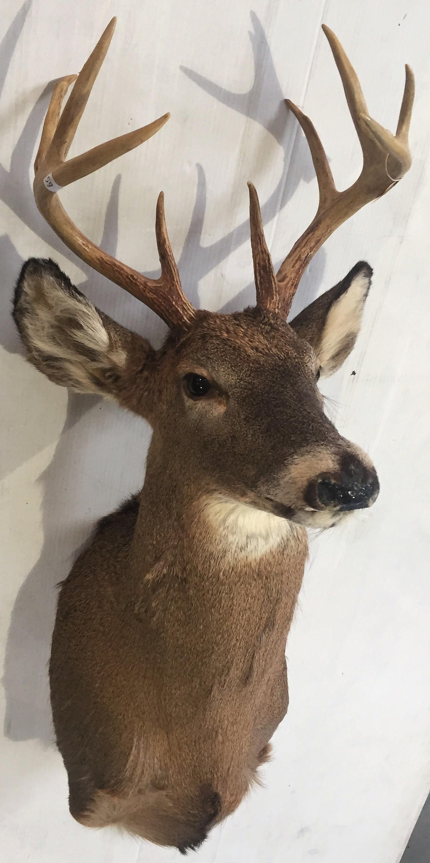 9-Point Whitetail Buck Shoulder Mount