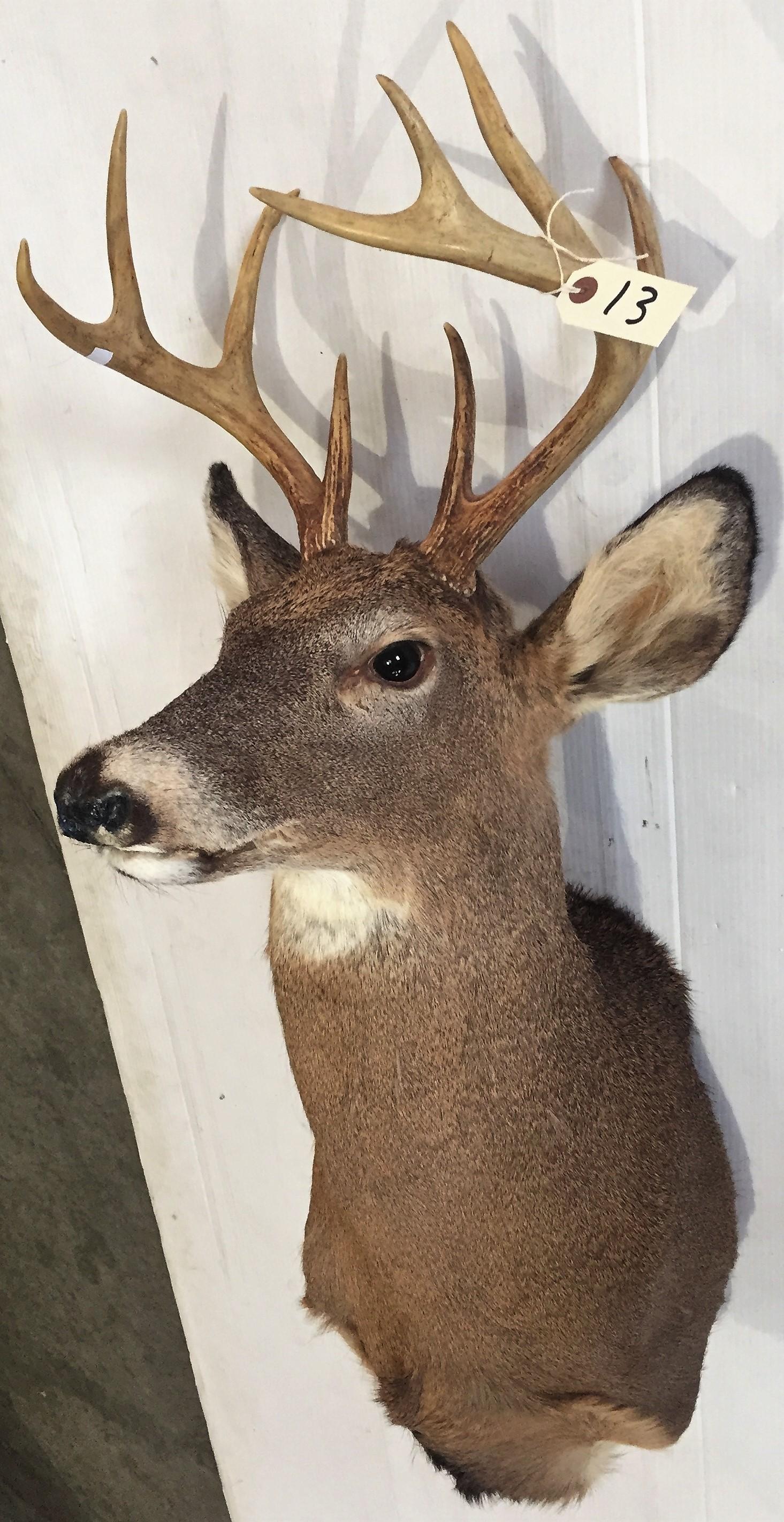 9-Point Whitetail Buck Shoulder Mount