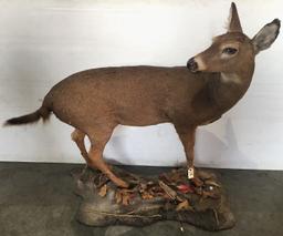 Whitetail Doe Full Body Mount