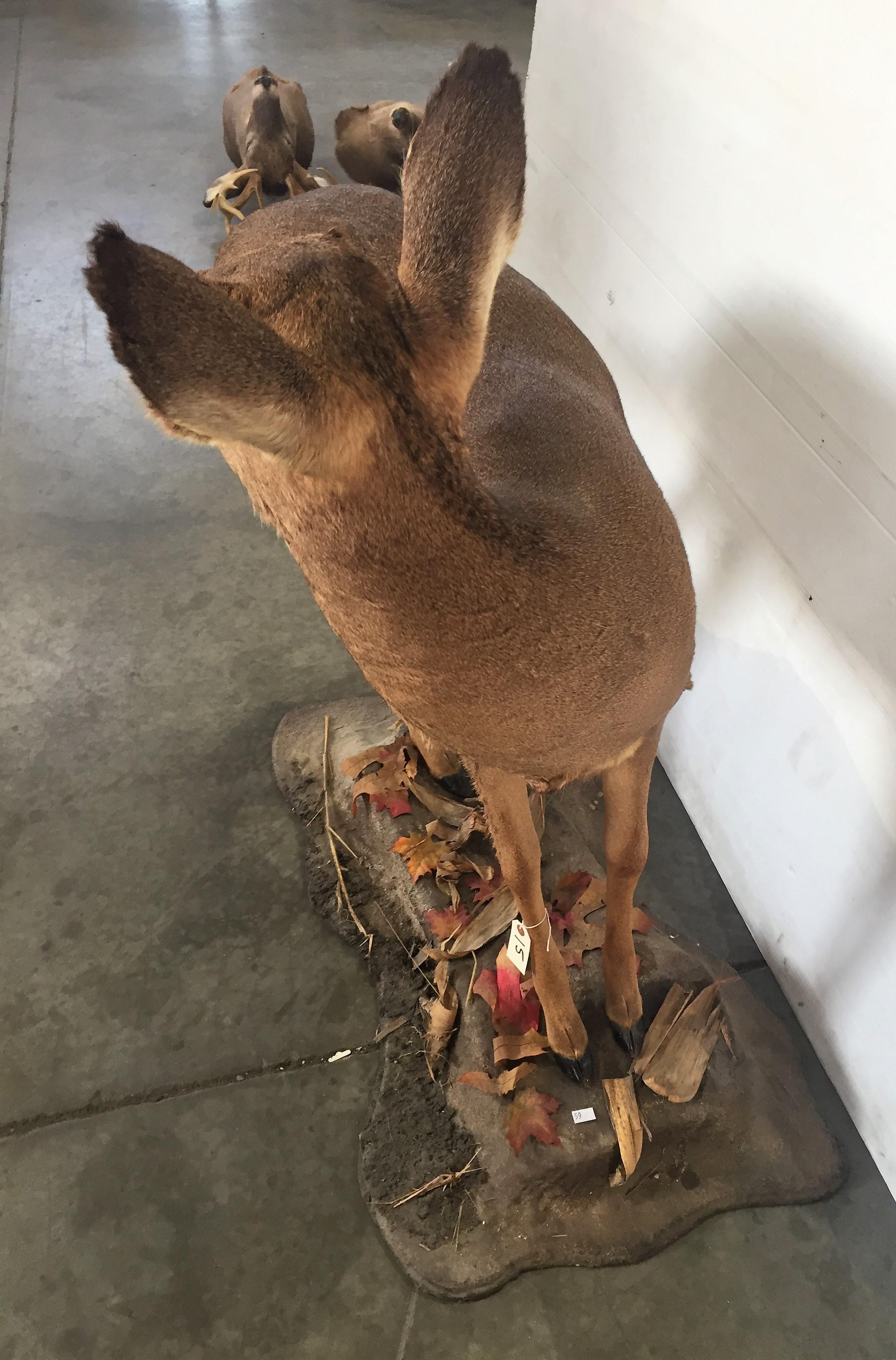 Whitetail Doe Full Body Mount