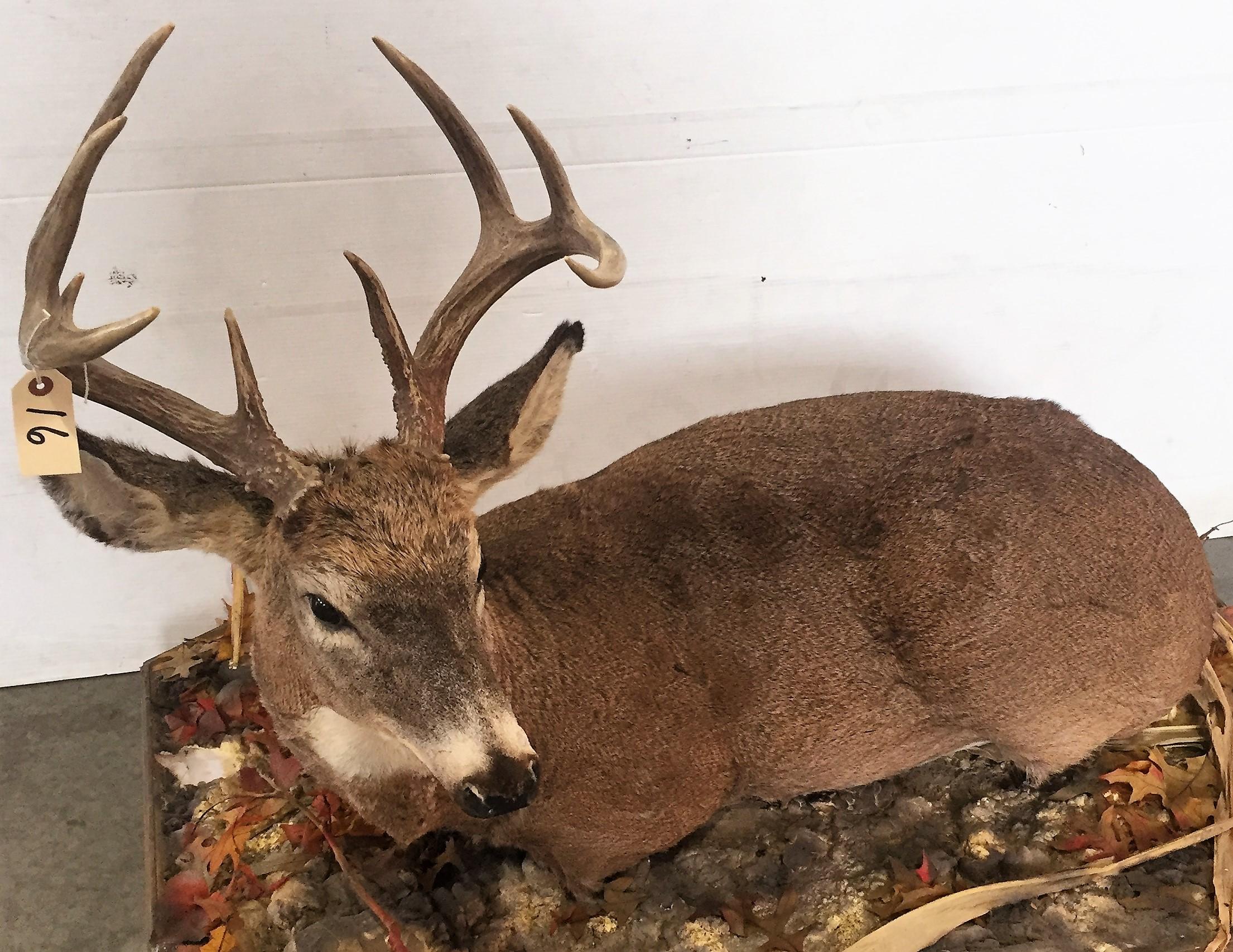 9-Point Whitetail Buck Mount