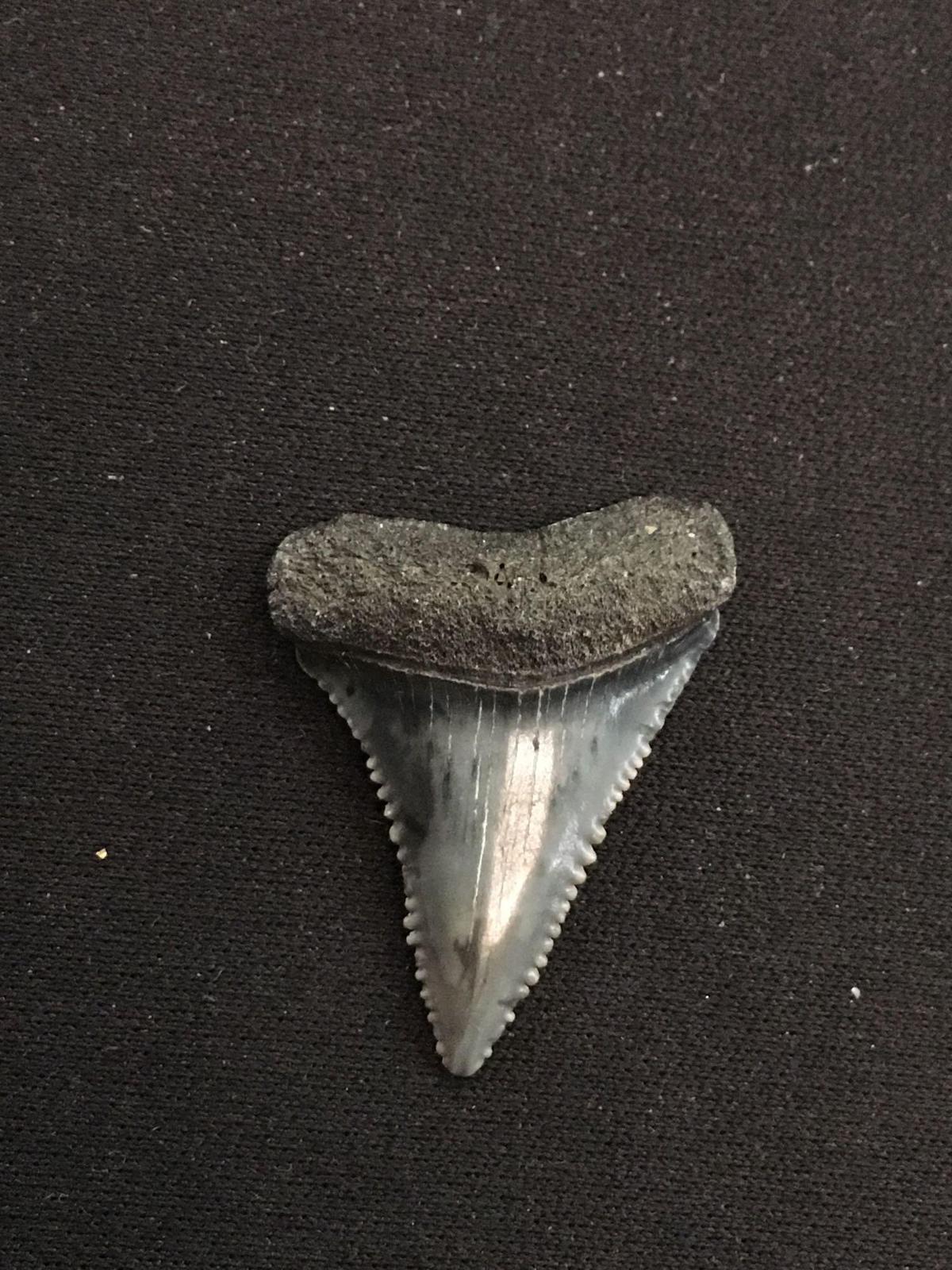 Rare Fossilized Prehistoric Shark Tooth