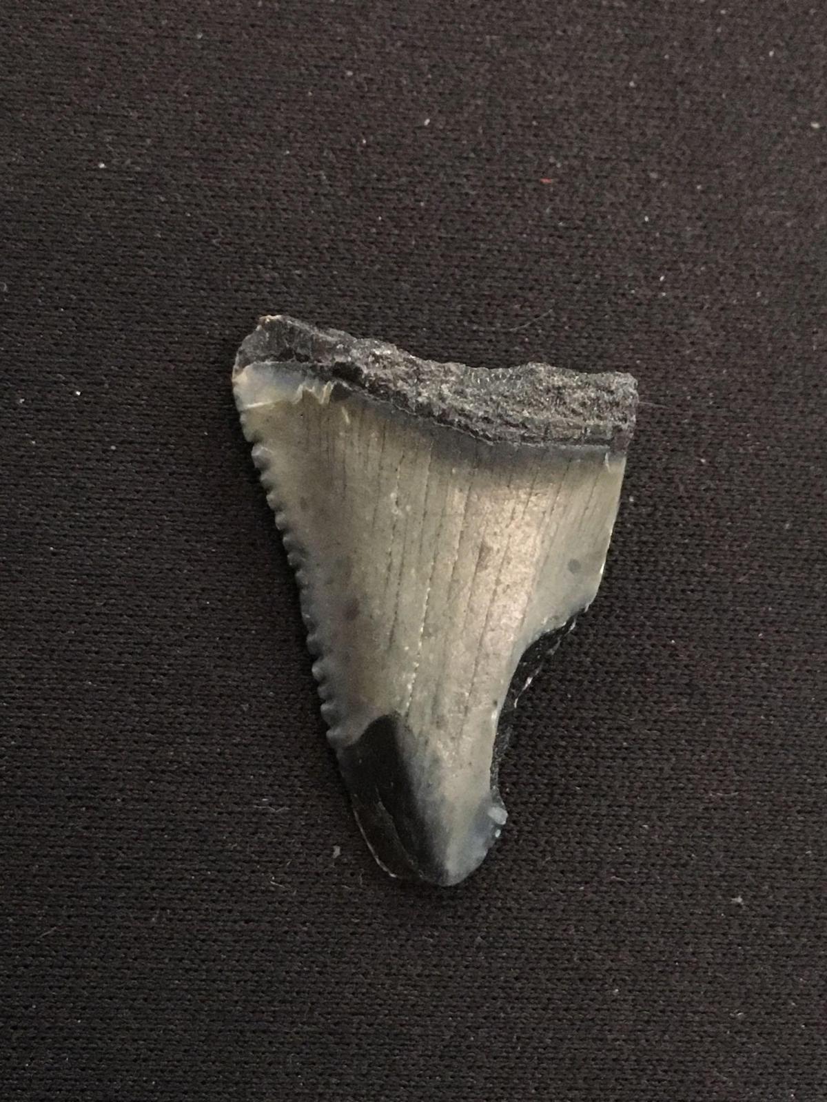 Rare Fossilized Prehistoric Shark Tooth