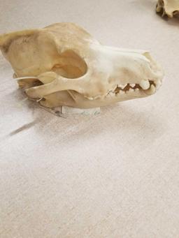 Vintage Black Bear Skull from Estate Collection - LOCAL PICKUP ONLY