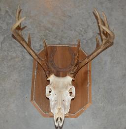 3 Taxidermy White Tail Deer Euporean Wall Mounts