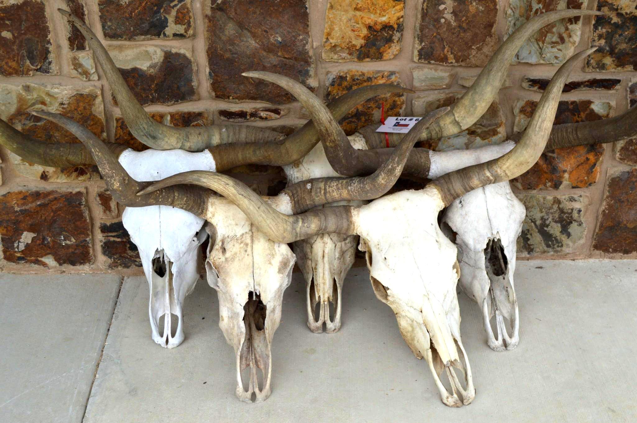 5 CTLR Registered True Texas Longhorns Skulls/Horns