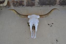 5 CTLR Registered True Texas Longhorns Skulls/Horns