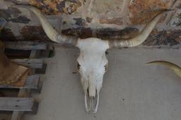5 CTLR Registered True Texas Longhorns Skulls/Horns