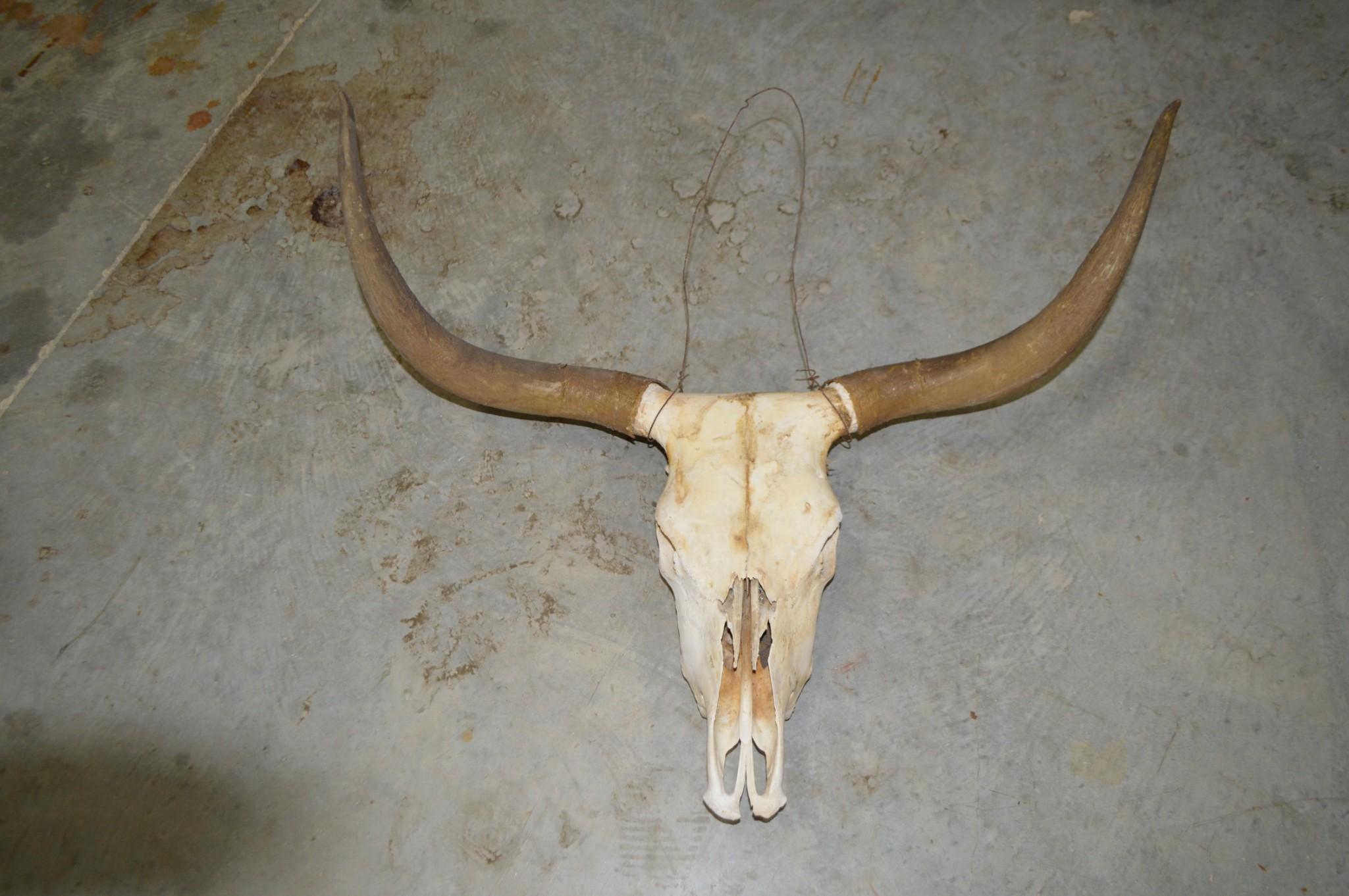 5 CTLR Longhorn Skulls