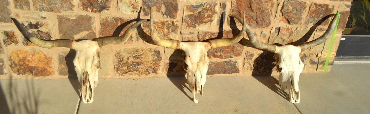 (3) Registered Cattlemen's Texas Longhorn Conservancy Skulls