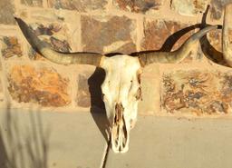 (3) Registered Cattlemen's Texas Longhorn Conservancy Skulls