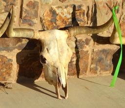 (4) Registered Cattlemen's Texas Longhorn Conservancy Skulls