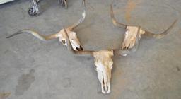 Lot Of 3 Longhorn Skulls