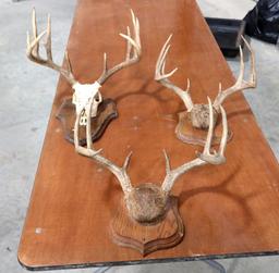 3 Whitetail Deer Antler Mounts