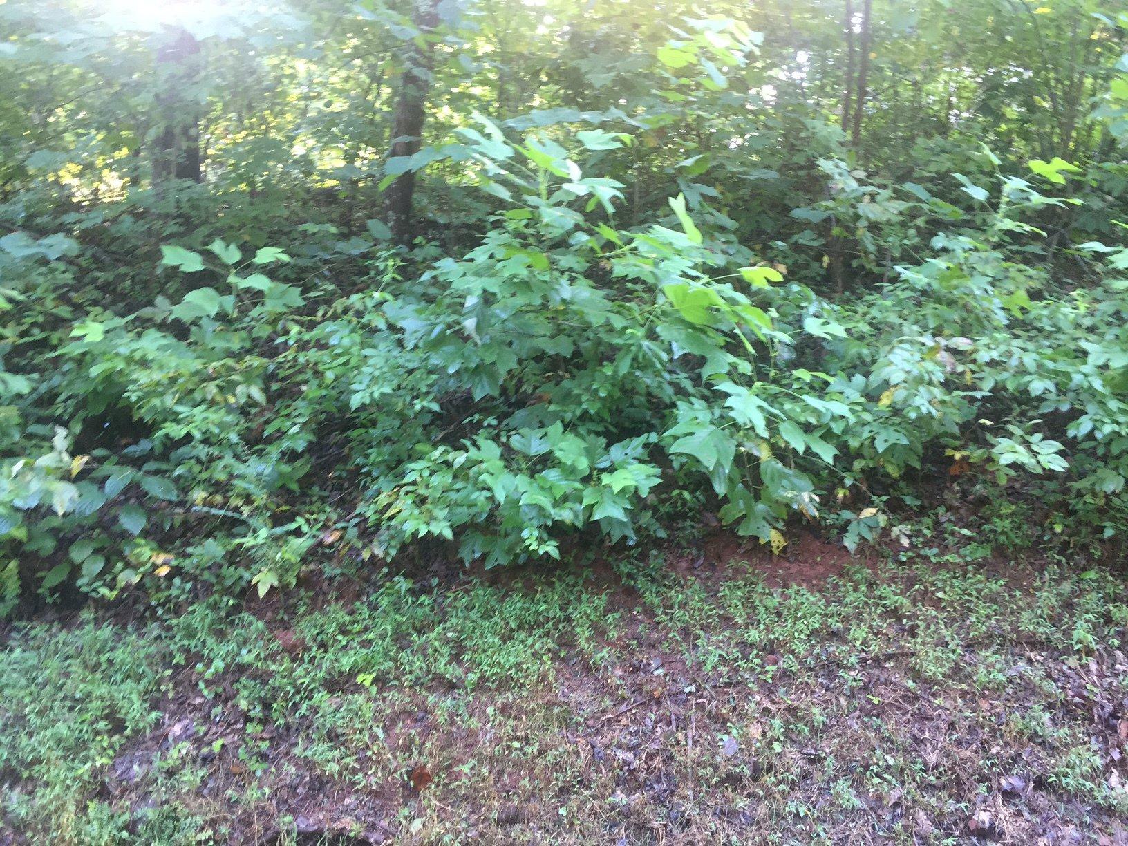 (7.34±ac) Hiwassee Rd (Hiwassee Ridge | Lot 2)