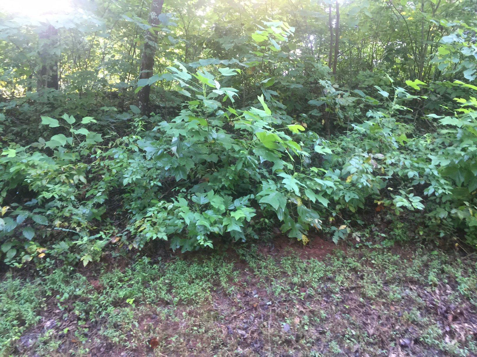 (7.34±ac) Hiwassee Rd (Hiwassee Ridge | Lot 2)