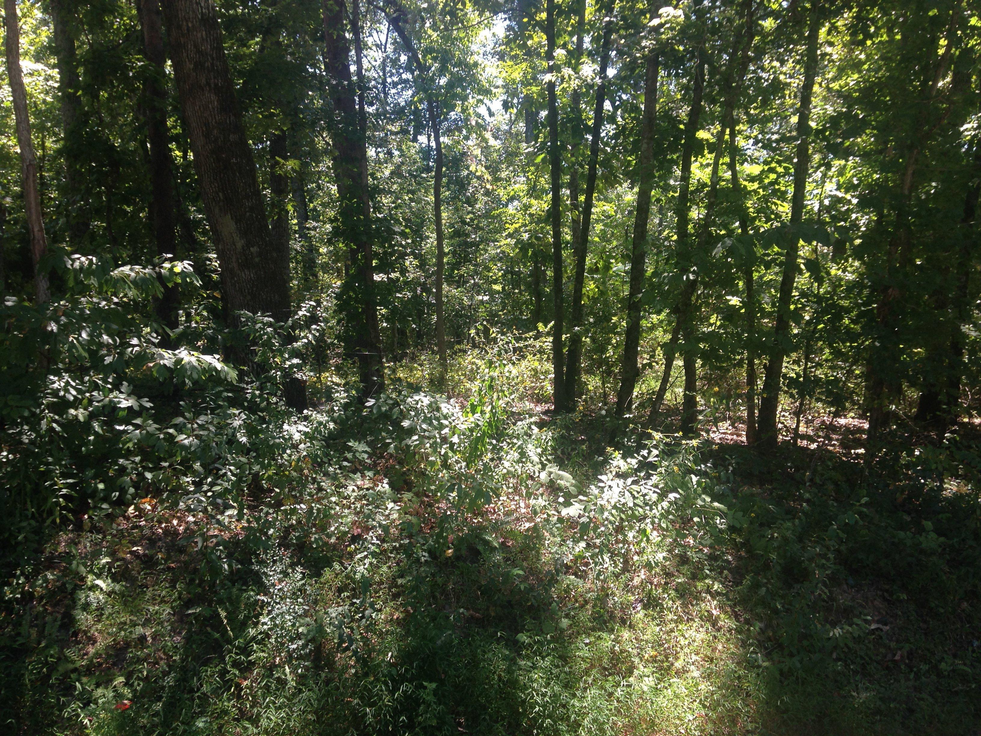 212 Ootsima Way (.26± ac)(Tellico Village: Chota Hills | Lot 14)