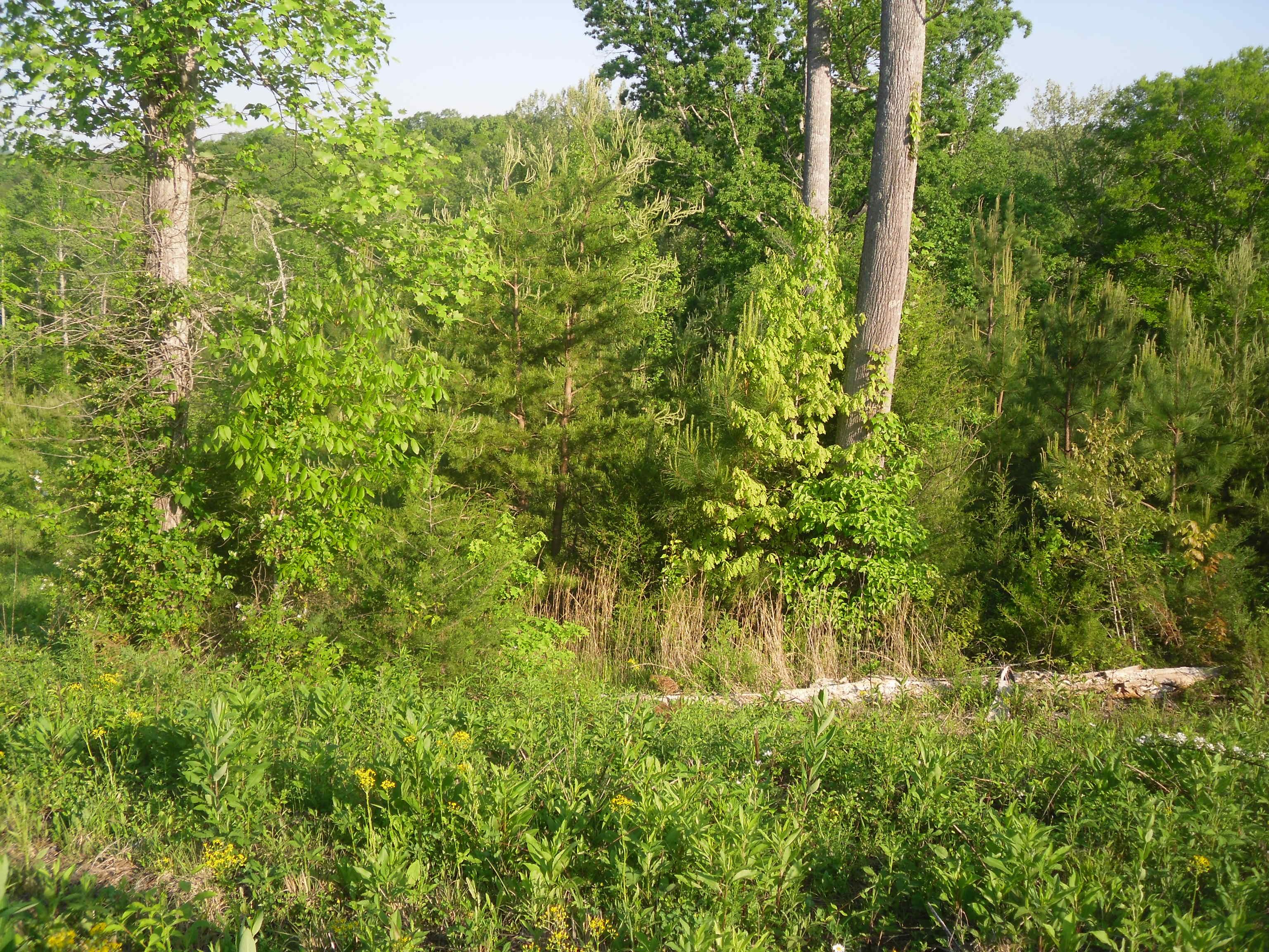 Powder Mill Dr, Tellico Plains, TN (Powder Mill Point | Lot 10)