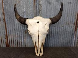 Large Herd Bull Buffalo Skull 24" Horn Spread 