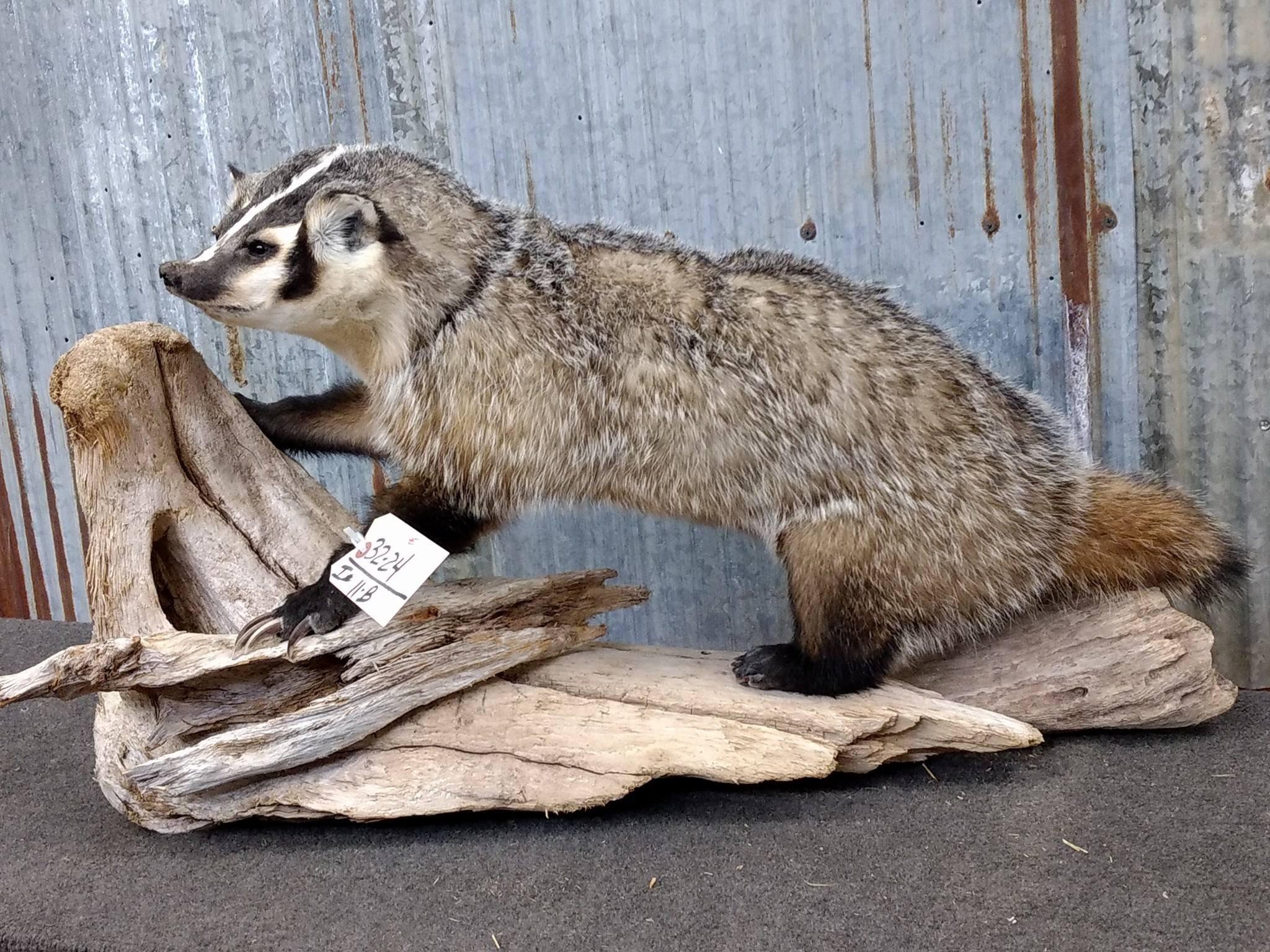 Full Body Mount Badger On Driftwood Base New Mount