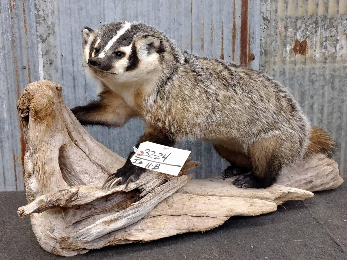 Full Body Mount Badger On Driftwood Base New Mount