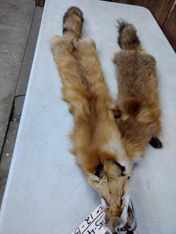 2 Red Fox Soft Tanned Pelts Longest One 47" fresh tan 