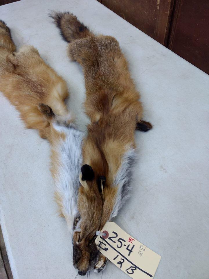 2 Red Fox Soft Tanned Pelts Longest One 47" fresh tan 