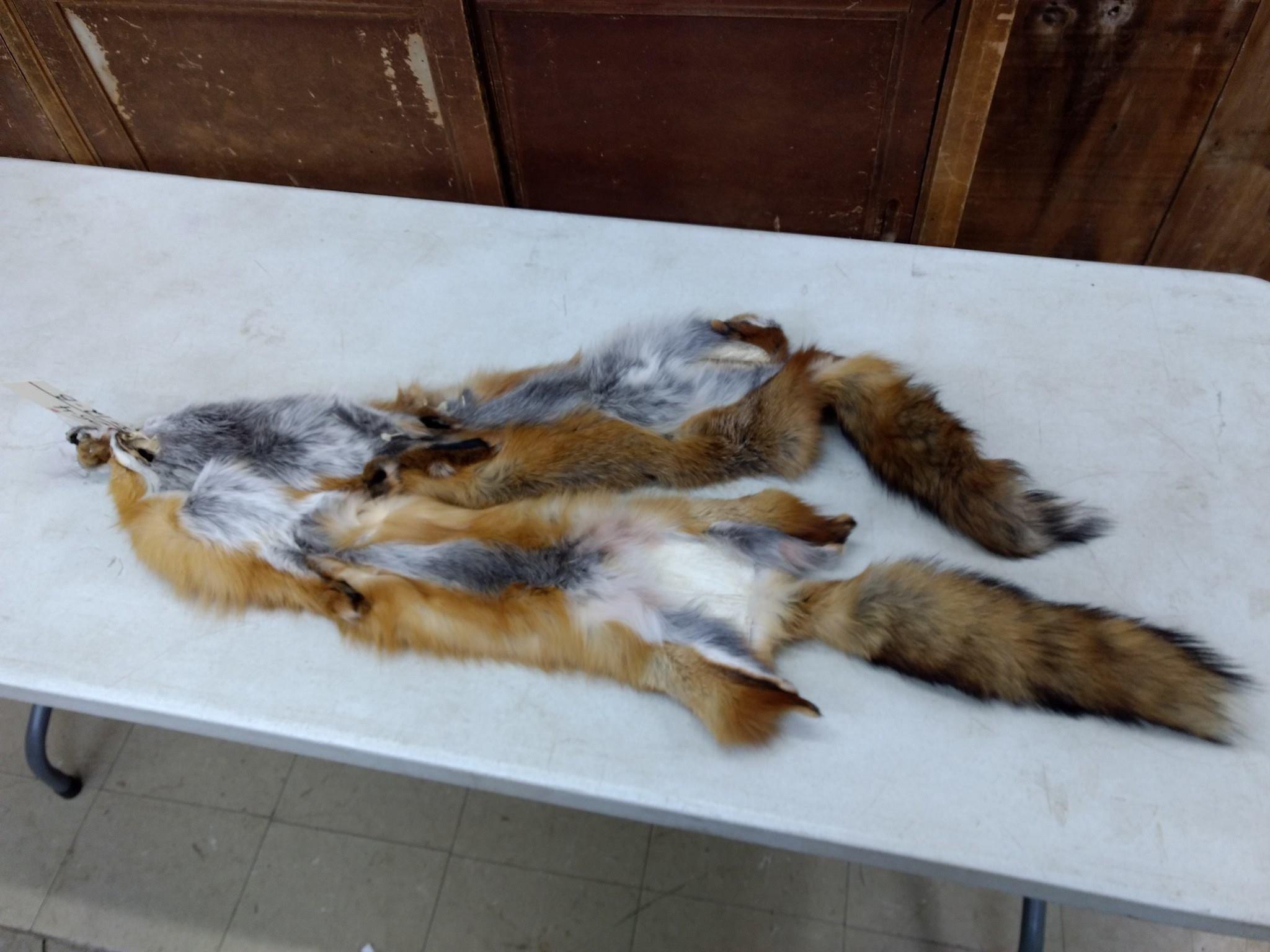 2 Red Fox Soft Tanned Pelts Longest One 47" fresh tan 